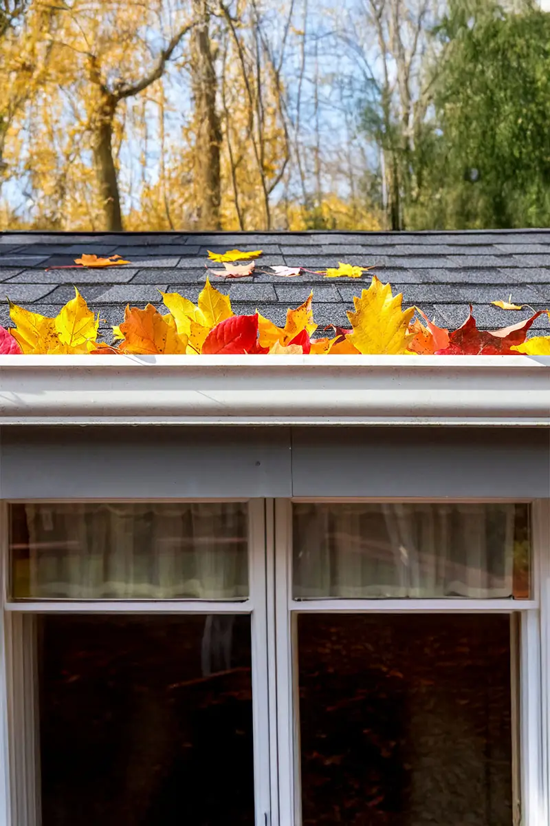 Autumn leaves in a rain gutter on a roof.